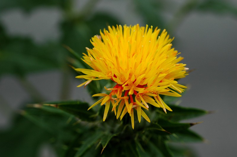 Safflower photo 3