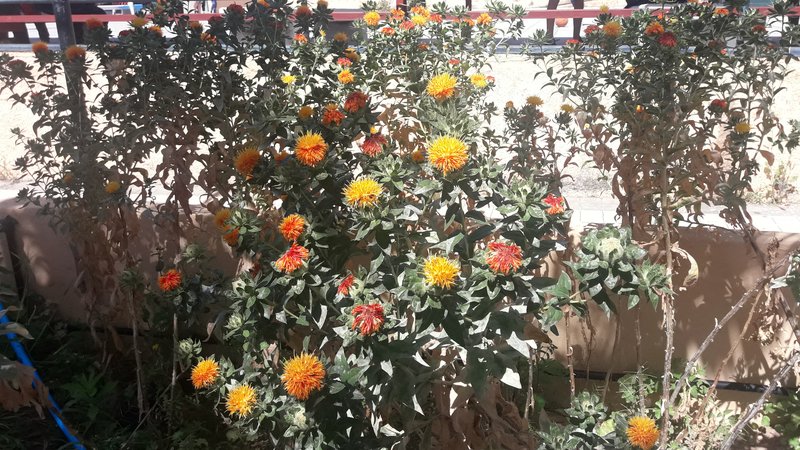 Safflower photo 4