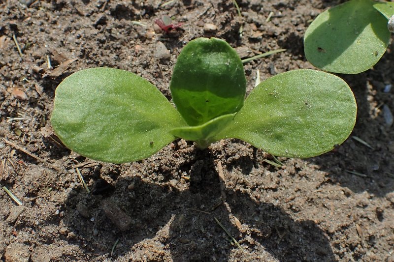 Safflower photo 5