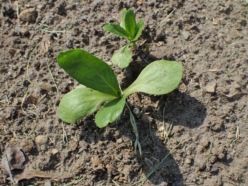 Safflower photo 6