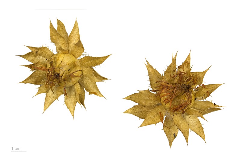 Safflower photo 7