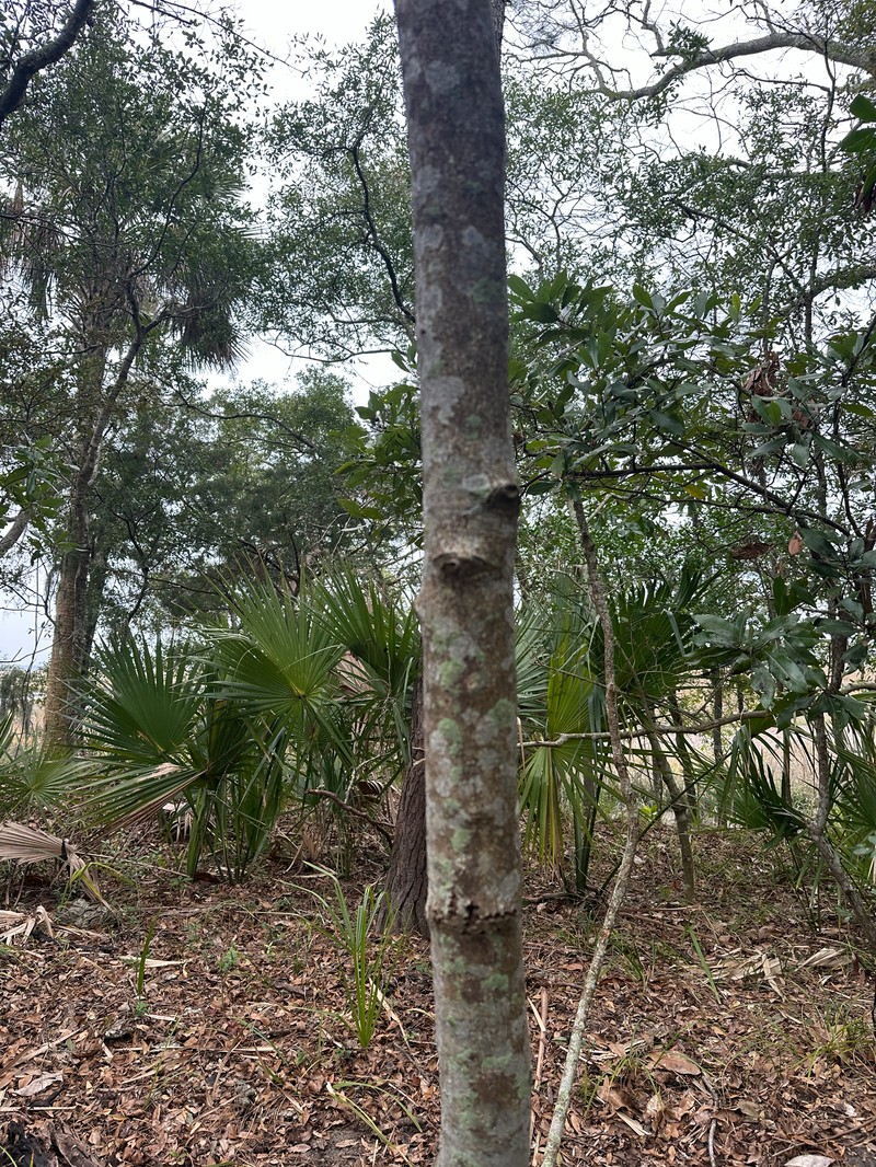 Devilwood photo 8