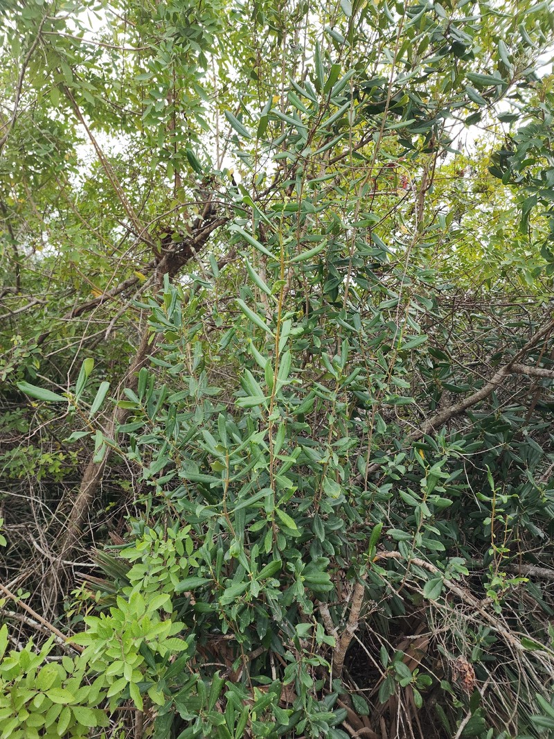 Cartrema floridana