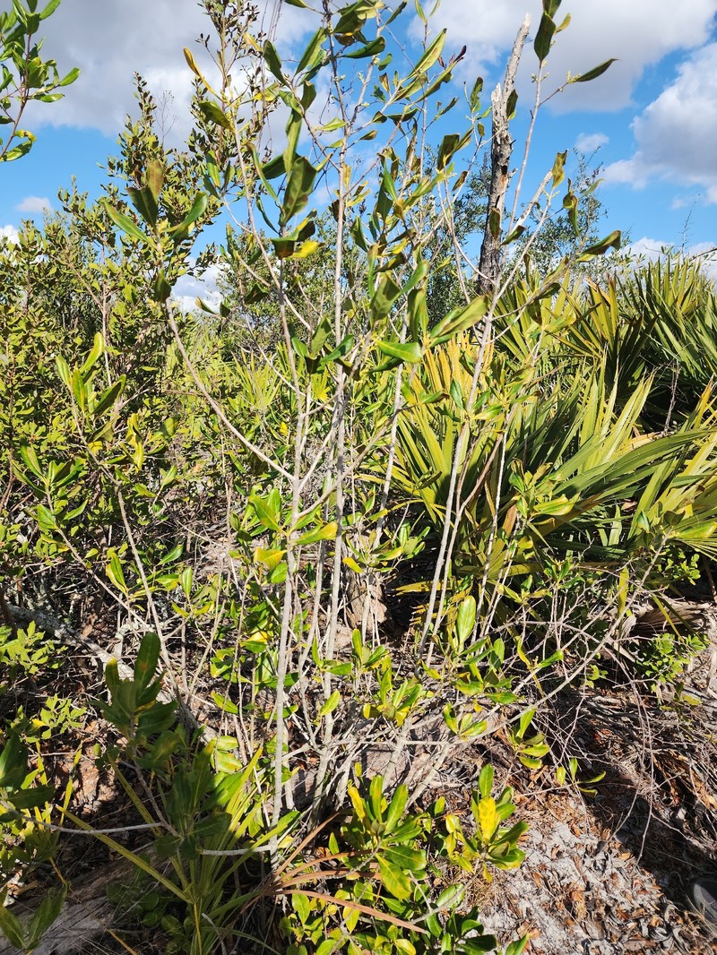Cartrema floridana photo 2