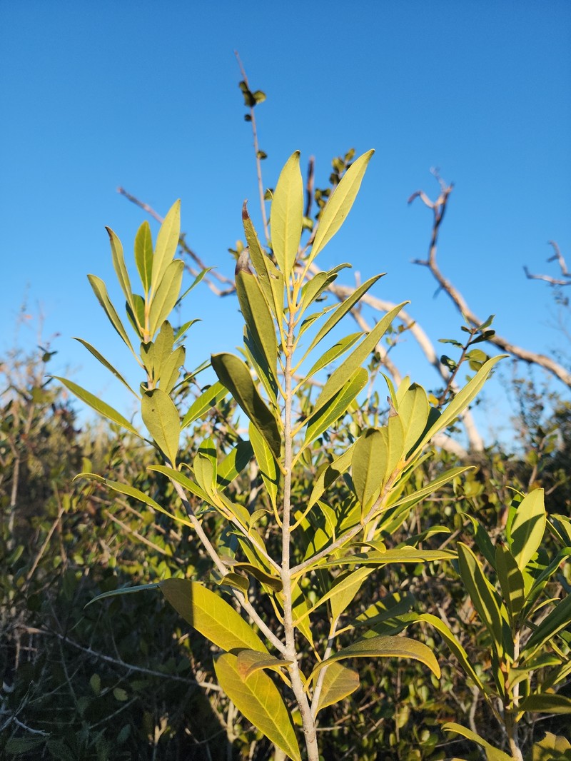 Cartrema floridana photo 3
