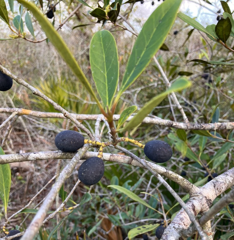 Cartrema floridana photo 4