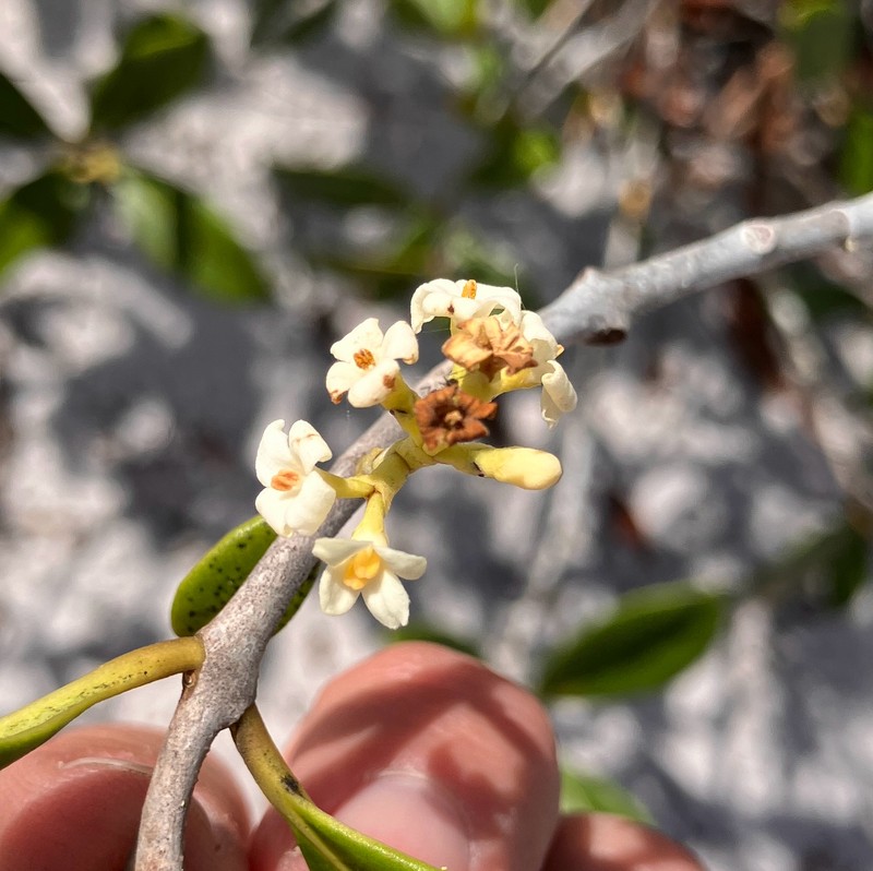 Cartrema floridana photo 6