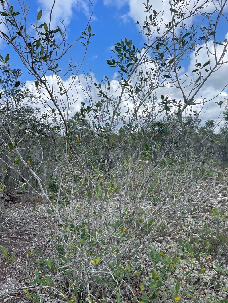Cartrema floridana photo 7