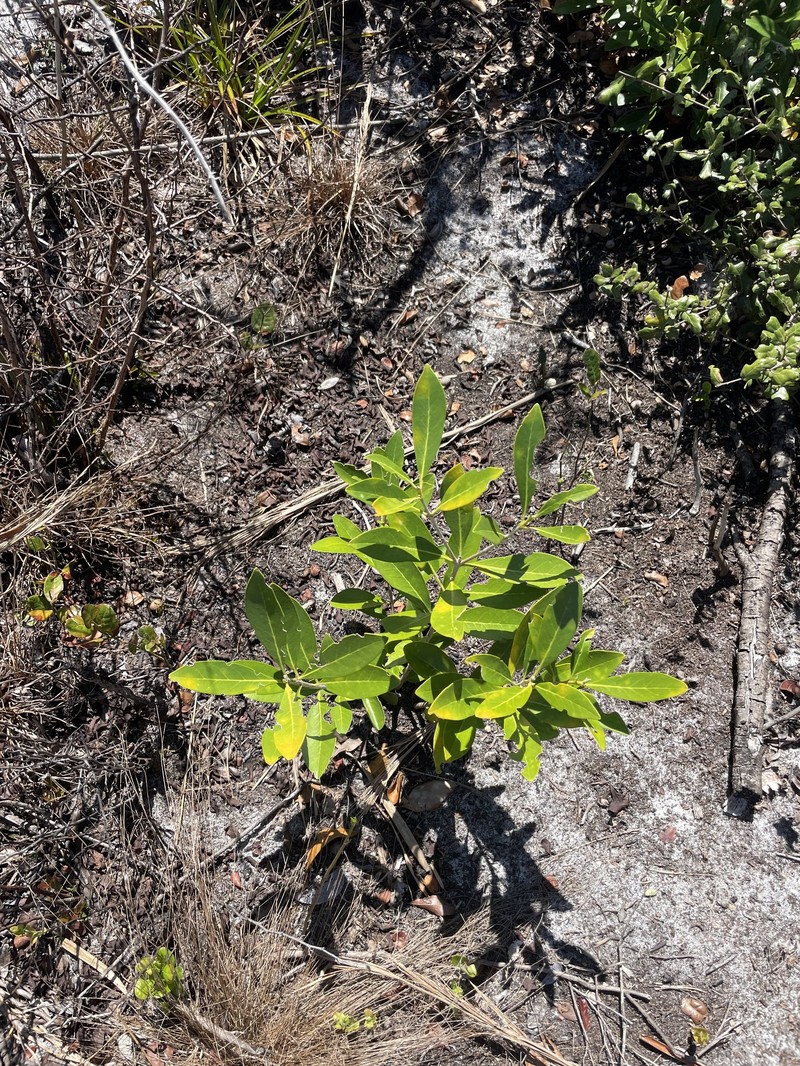 Cartrema floridana photo 8