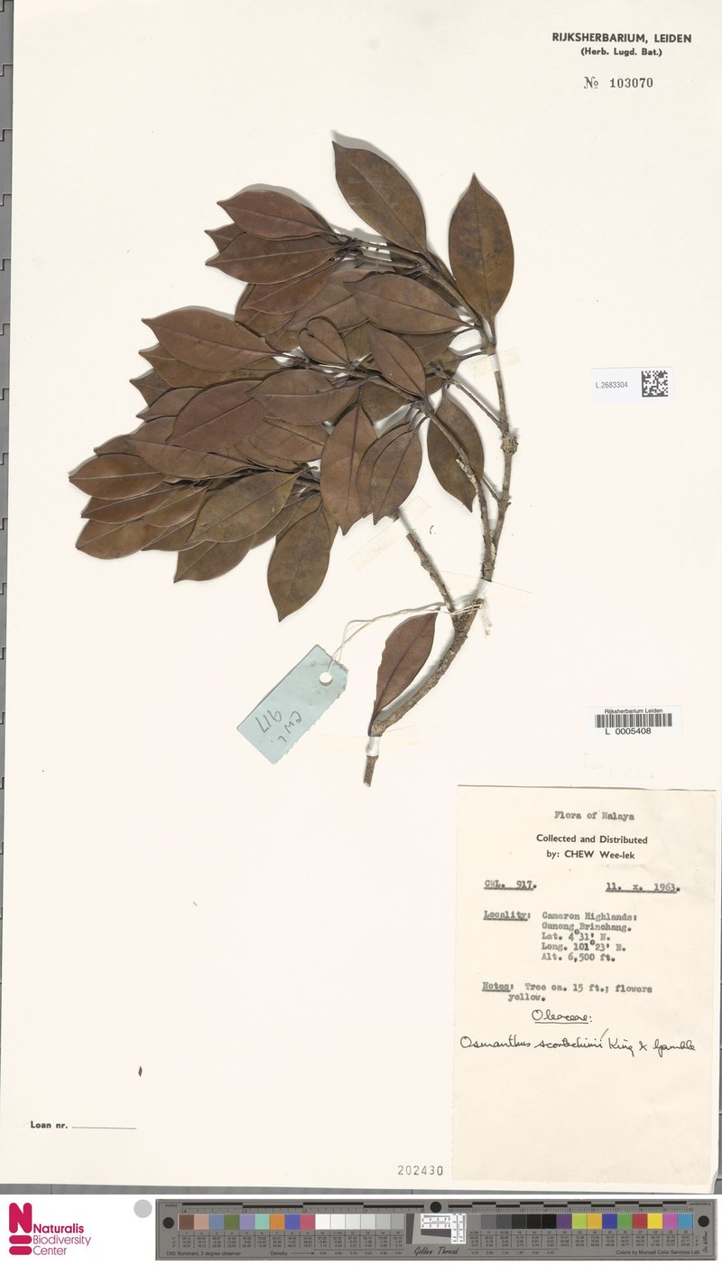 Cartrema scortechinii