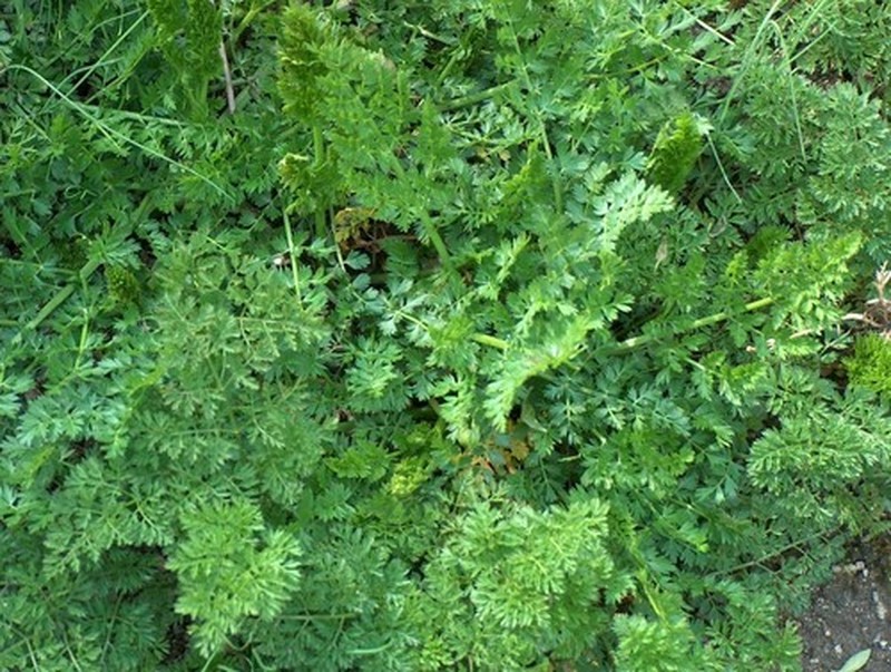 Carum appuanum subsp. appuanum