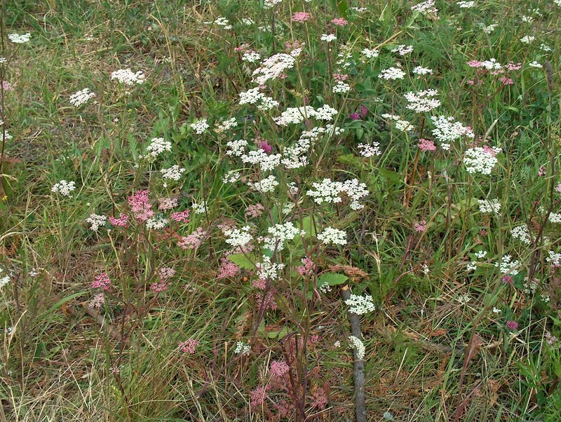 Caraway photo 2