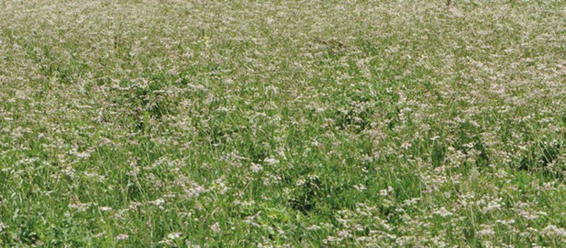 Caraway photo 3