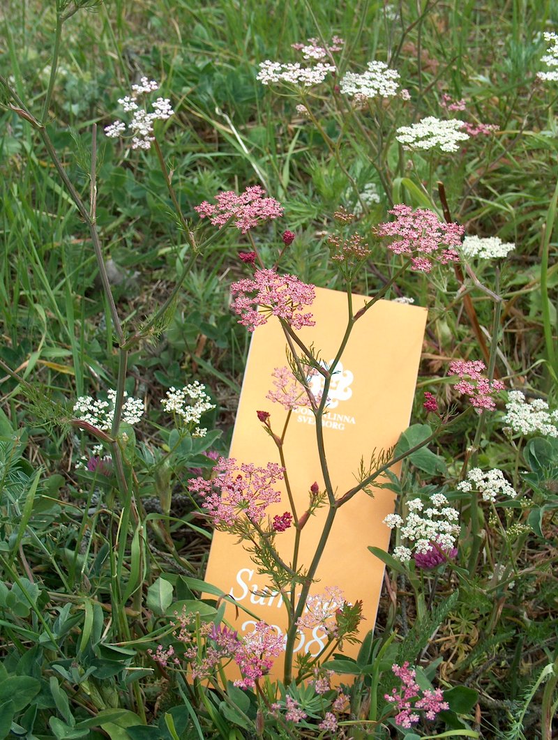 Caraway photo 6