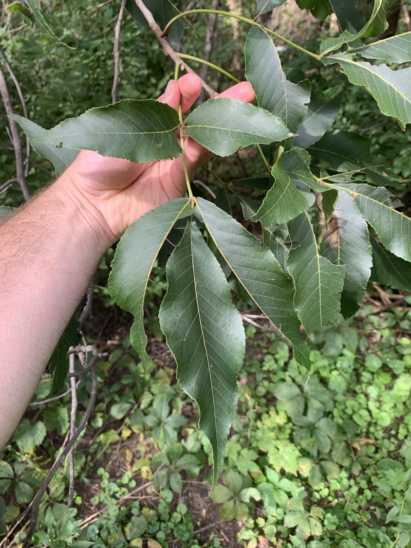 Hybrid Hickory