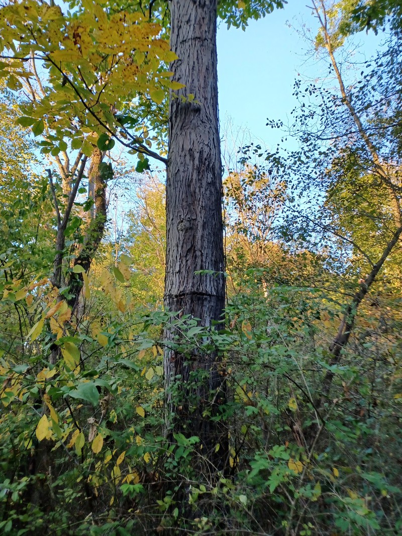 Hybrid Hickory