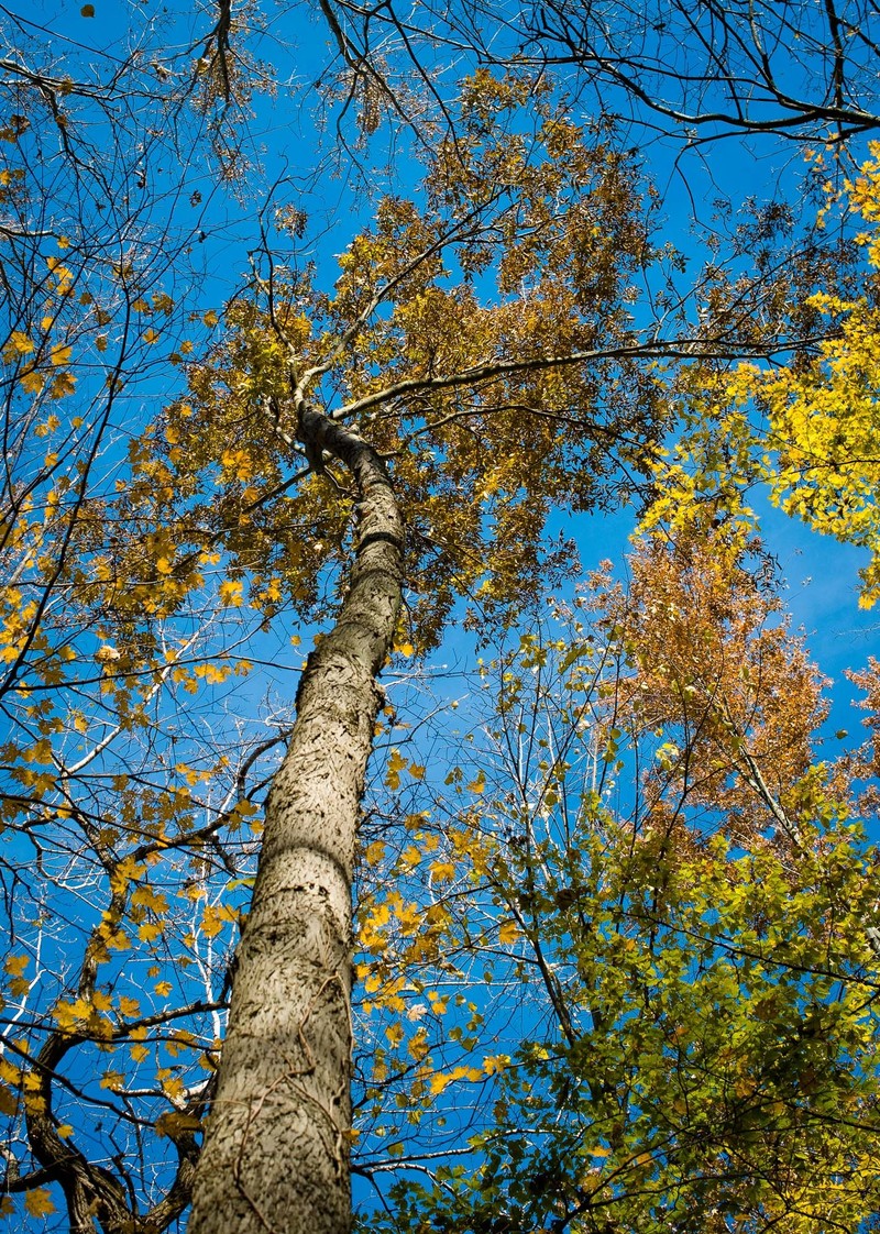 Hybrid Hickory photo 4