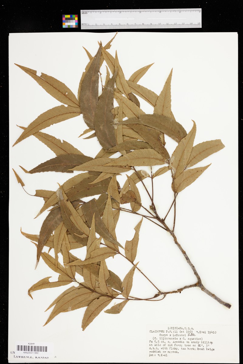 Leconte Hickory