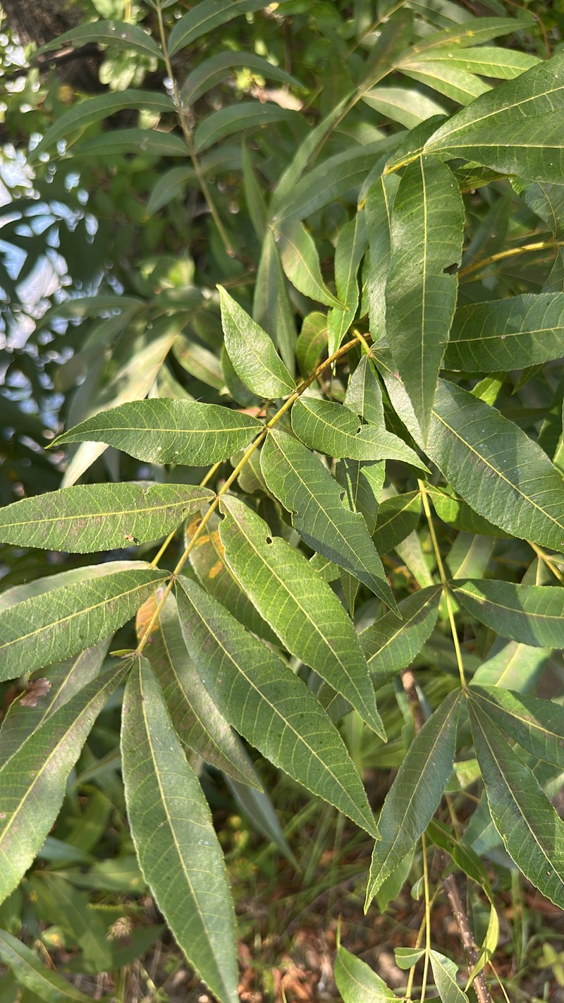 Hybrid Hickory