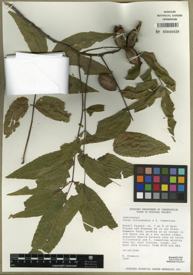 Hybrid Hickory