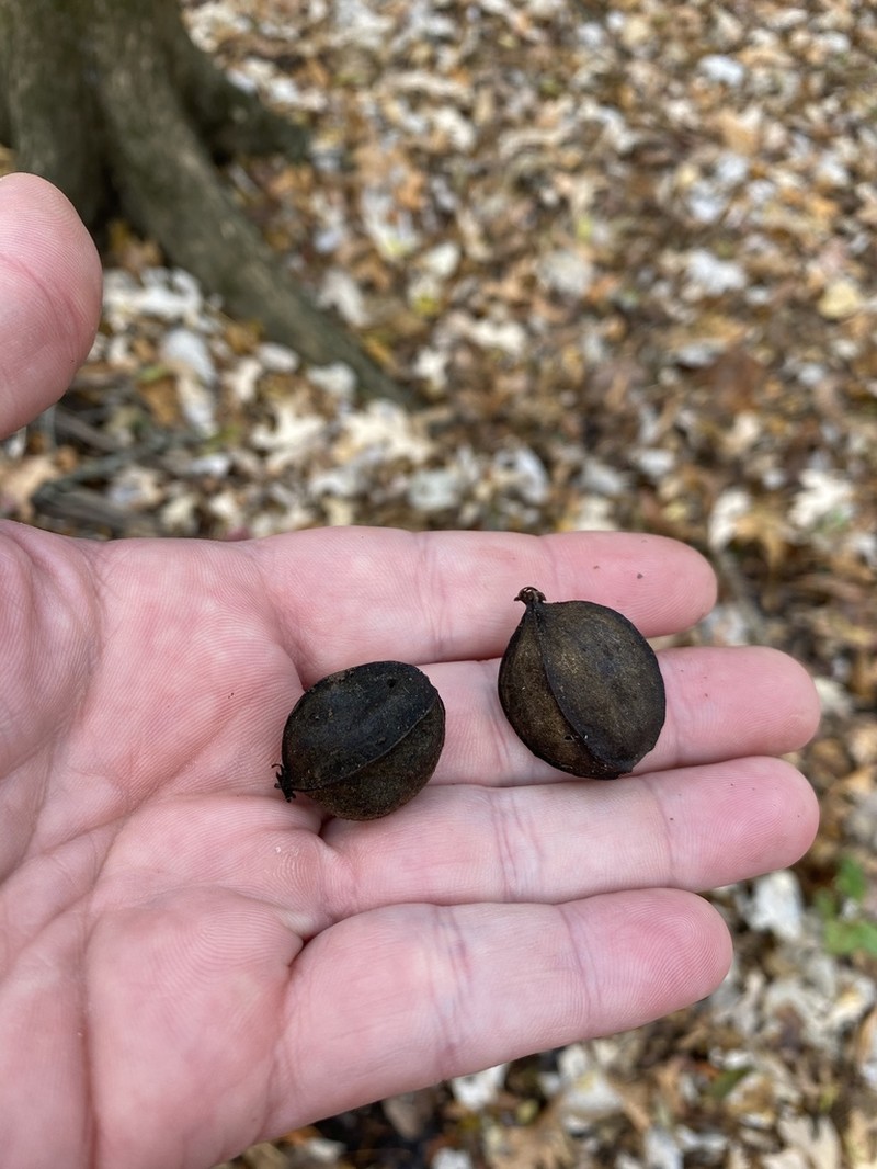 Water Hickory