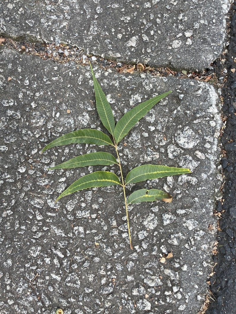 Water Hickory photo 3