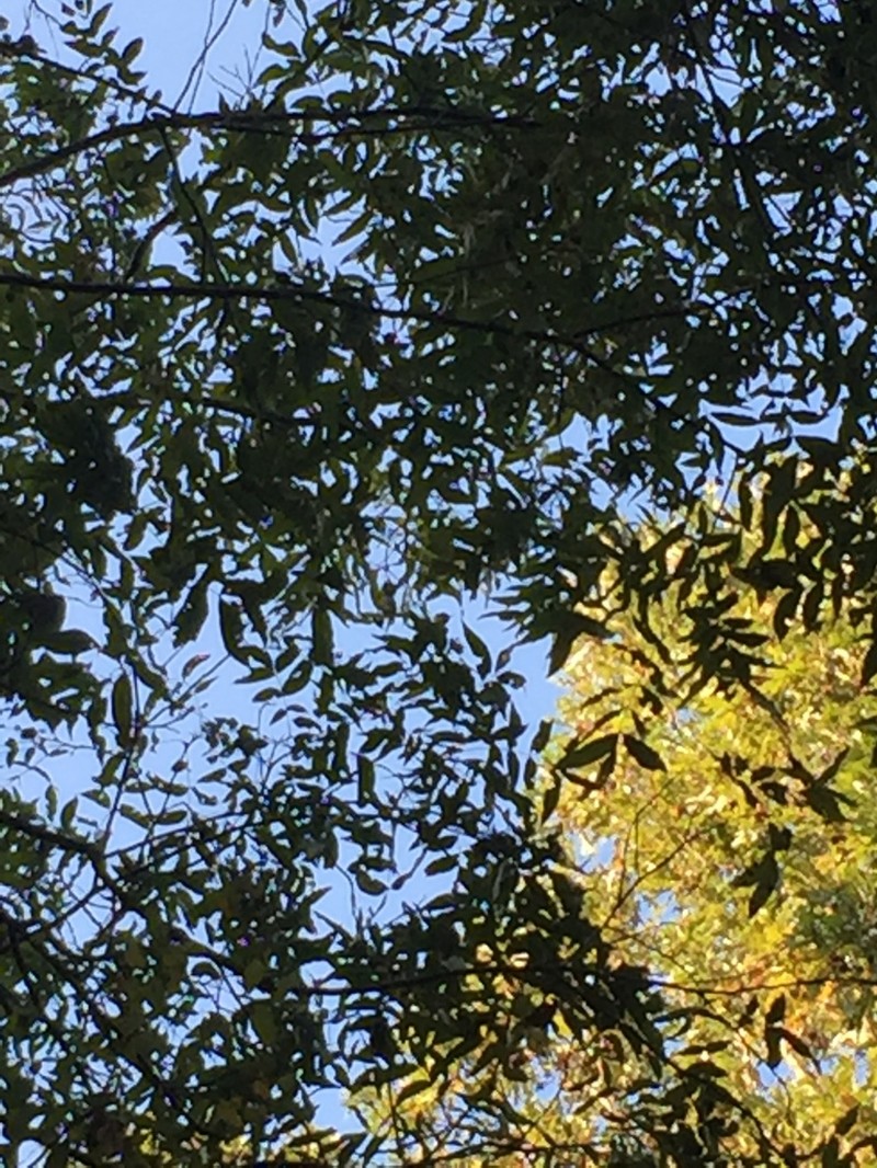 Water Hickory photo 6