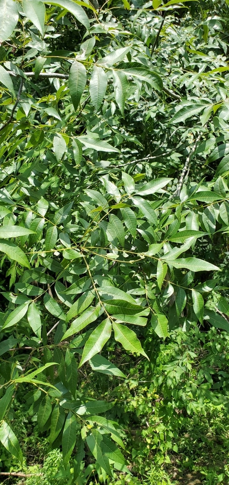 Water Hickory photo 7