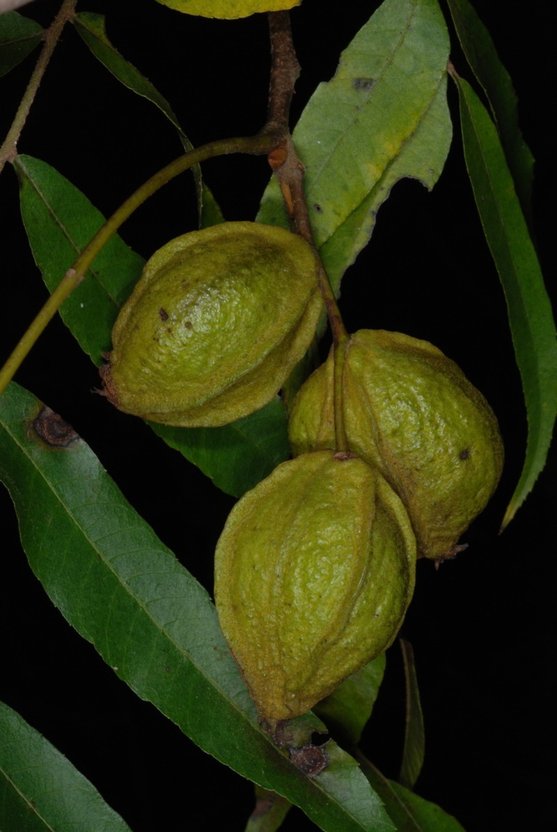 Water Hickory photo 8