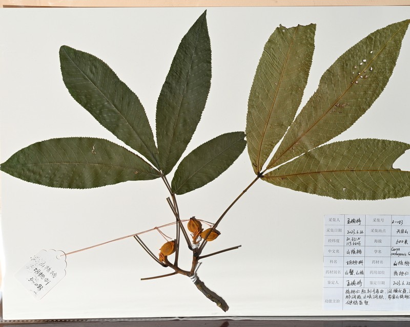 Carya cathayensis photo 3