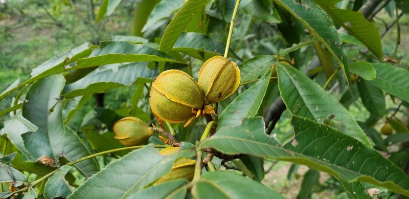 Carya cathayensis photo 4