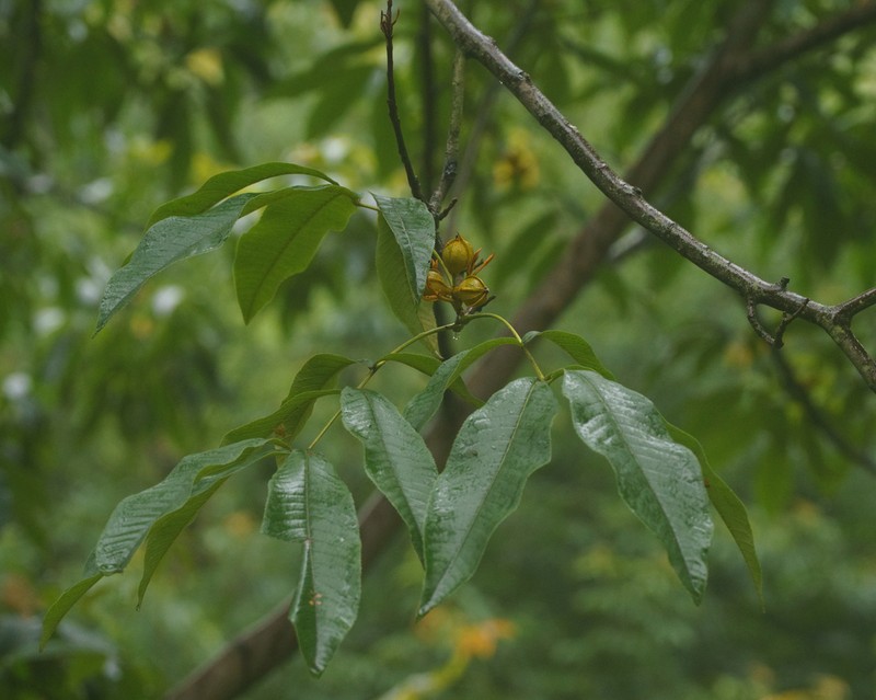 Carya cathayensis photo 5