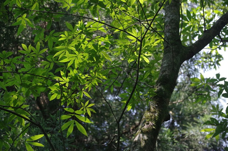 Carya cathayensis photo 6