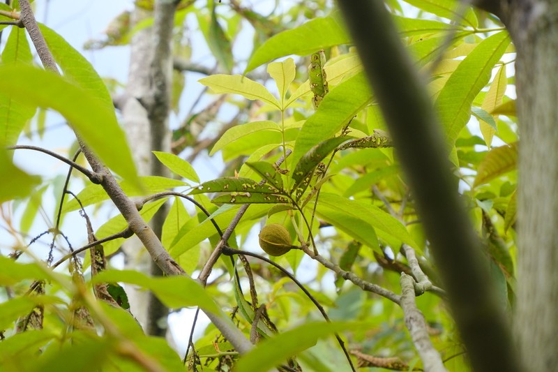 Carya cathayensis photo 7