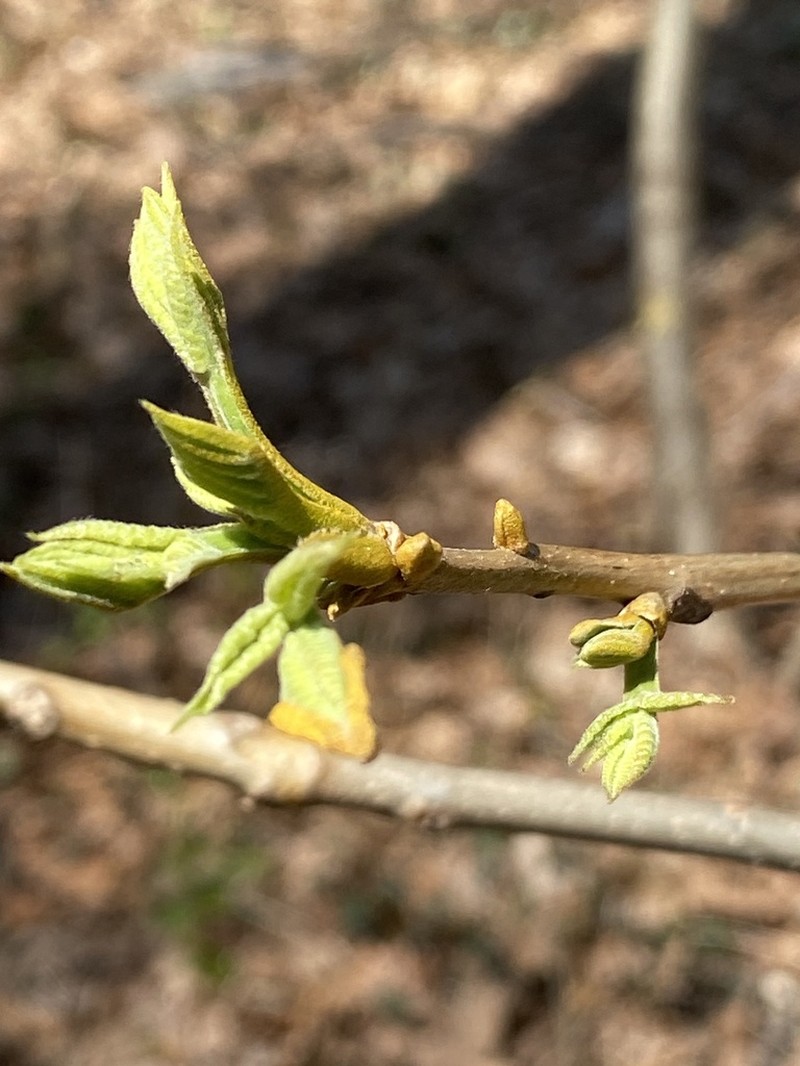 Bitternut Hickory