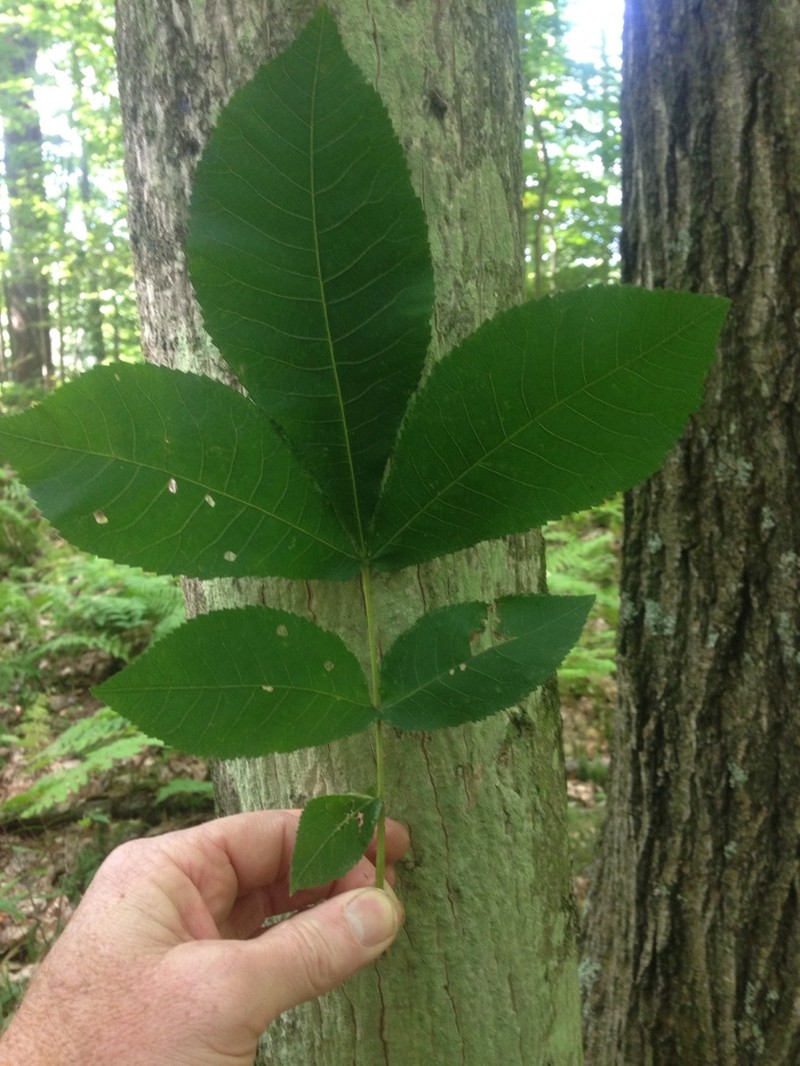 Bitternut Hickory photo 2