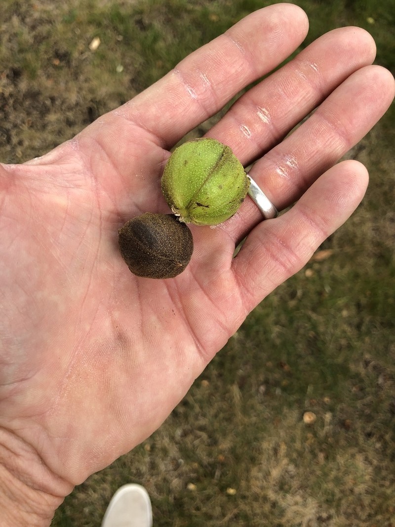 Bitternut Hickory photo 4