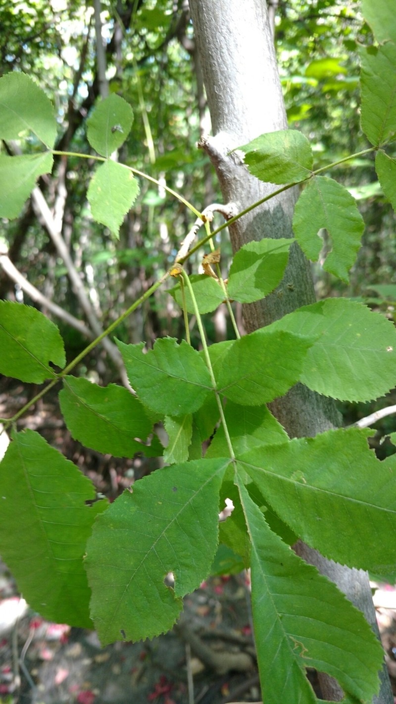 Bitternut Hickory photo 5