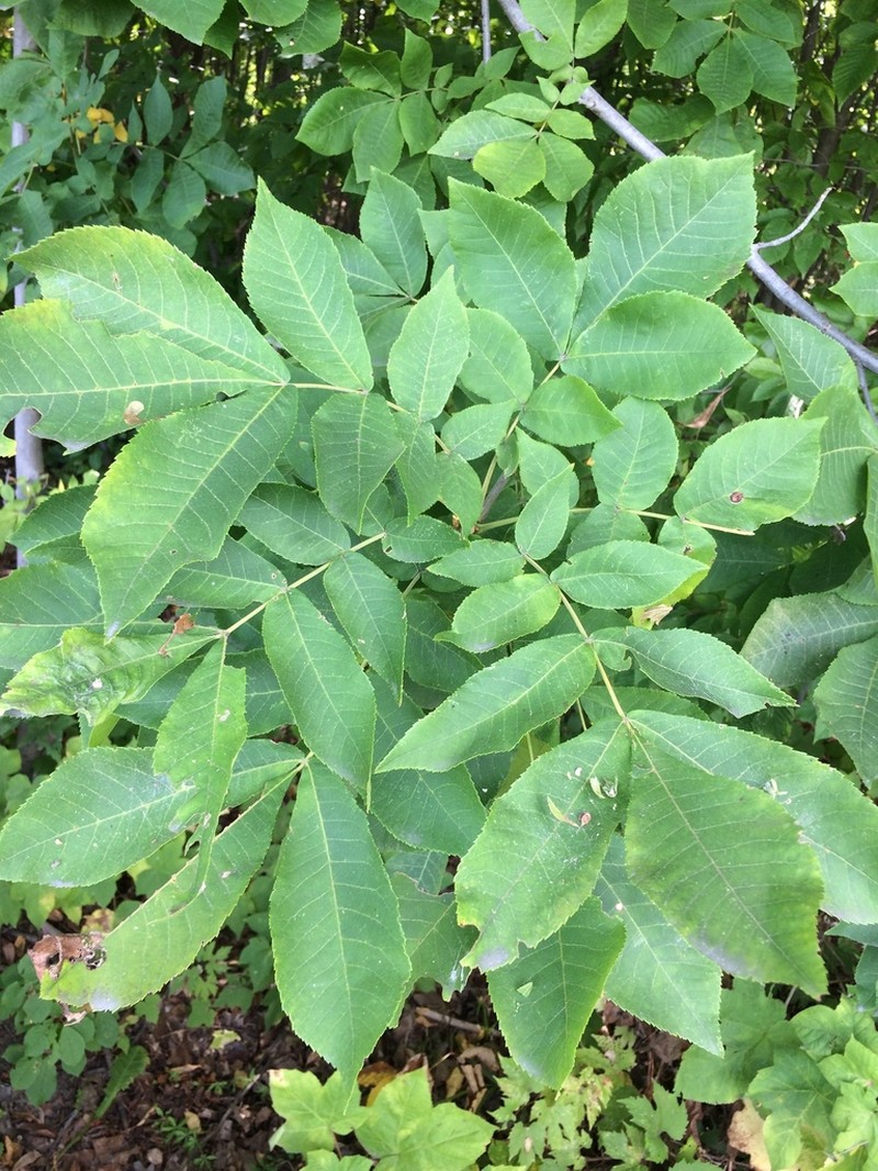 Bitternut Hickory photo 6