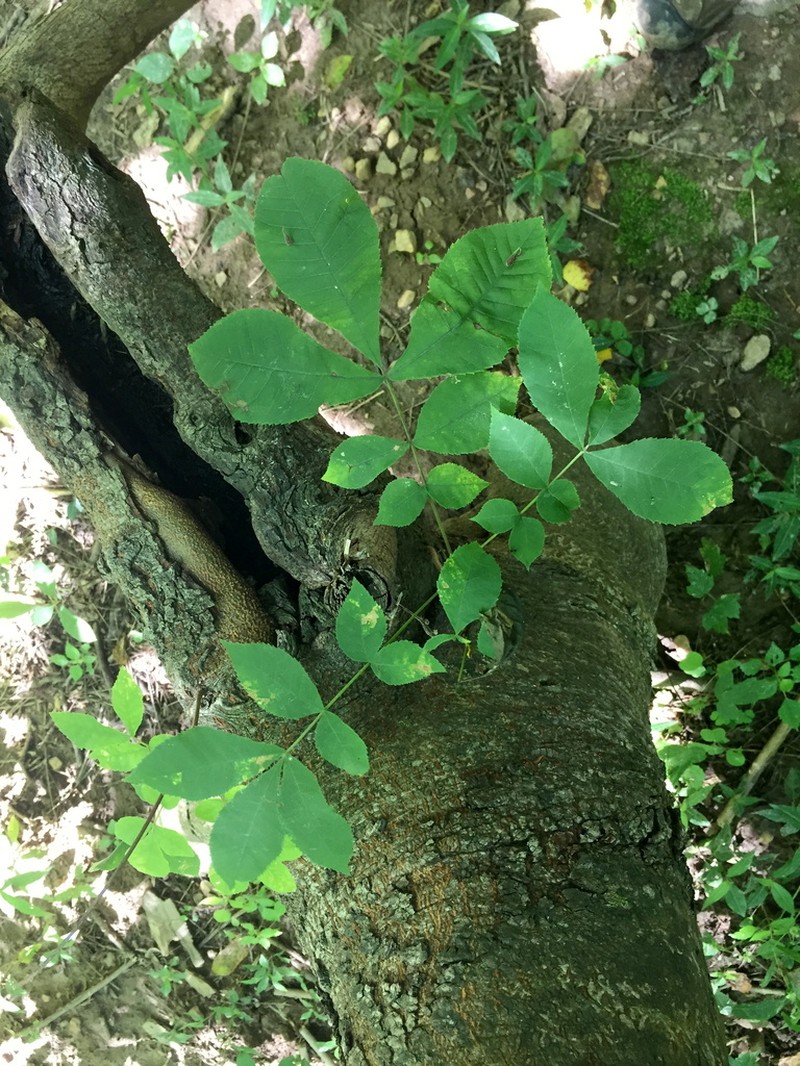 Bitternut Hickory photo 8