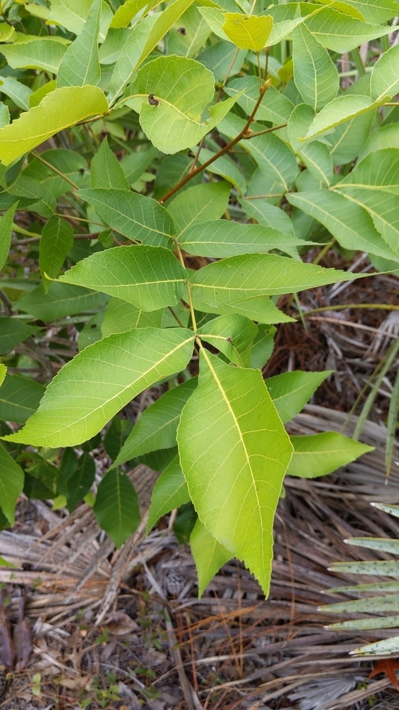Scrub Hickory photo 3