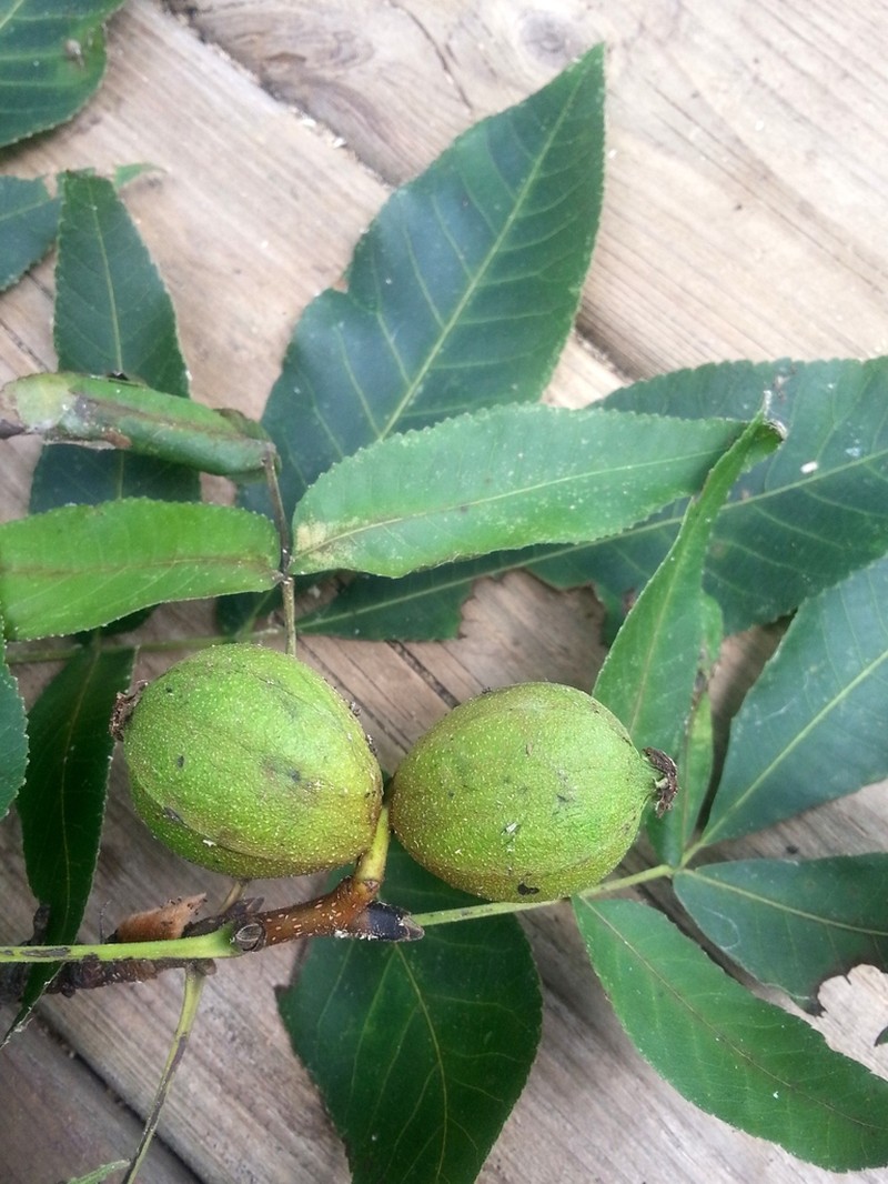 Pignut Hickory