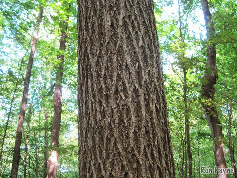 Pignut Hickory photo 2
