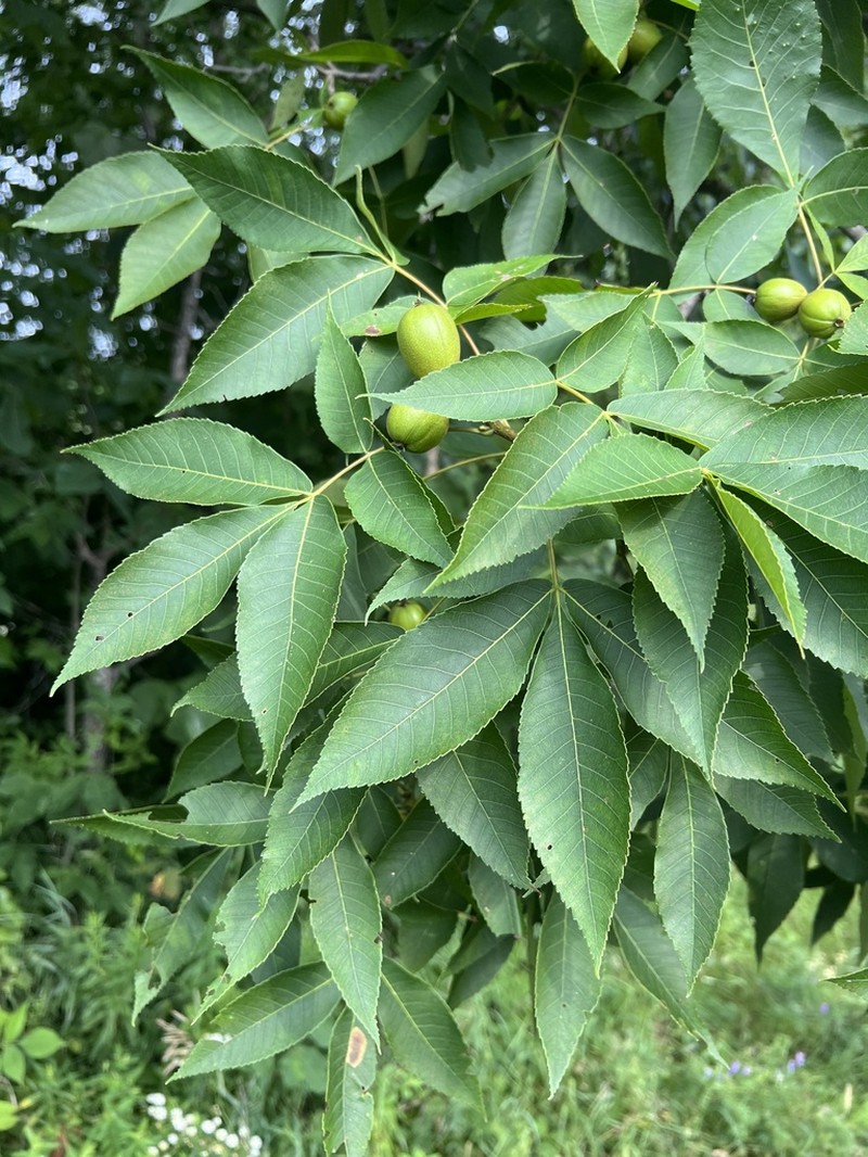 Pignut Hickory photo 3