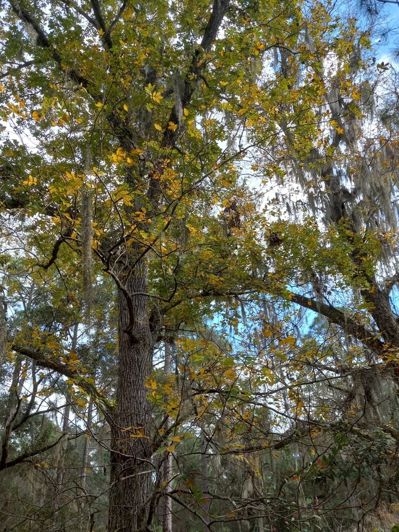 Pignut Hickory photo 5