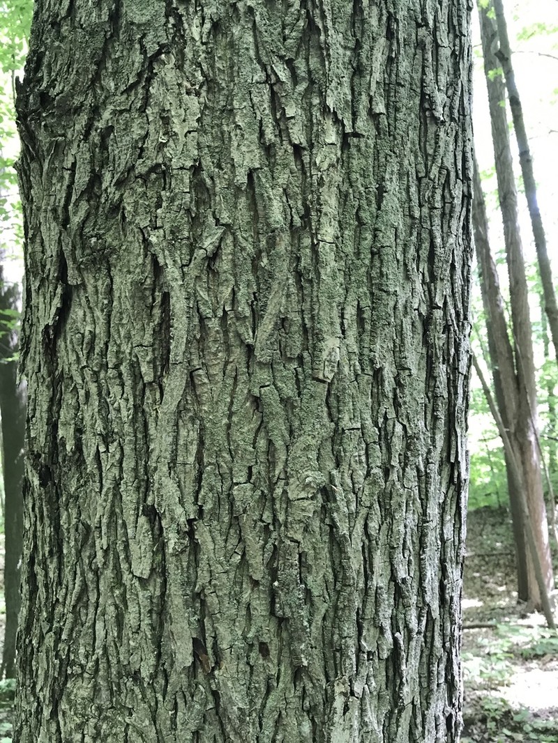 Pignut Hickory photo 6