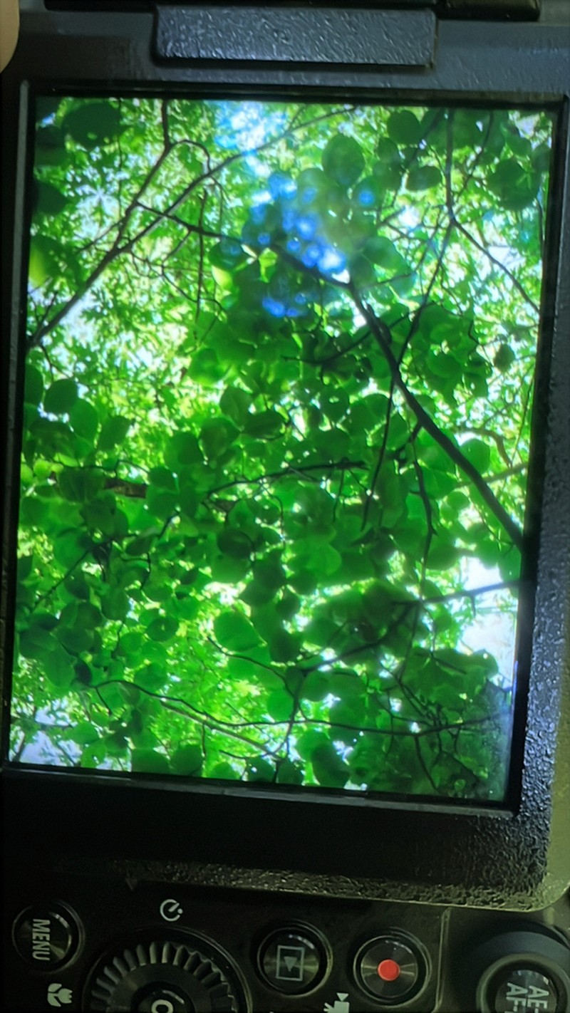 Pignut Hickory photo 8