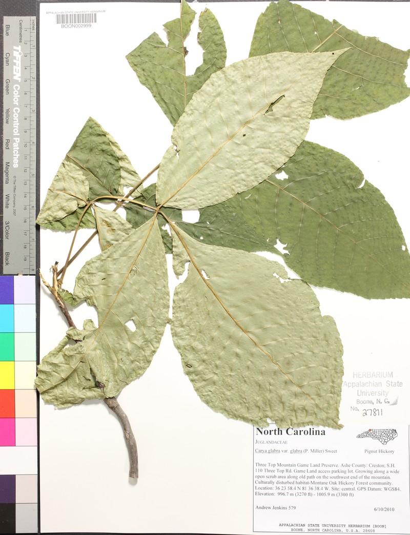 Carya glabra var. glabra photo 4