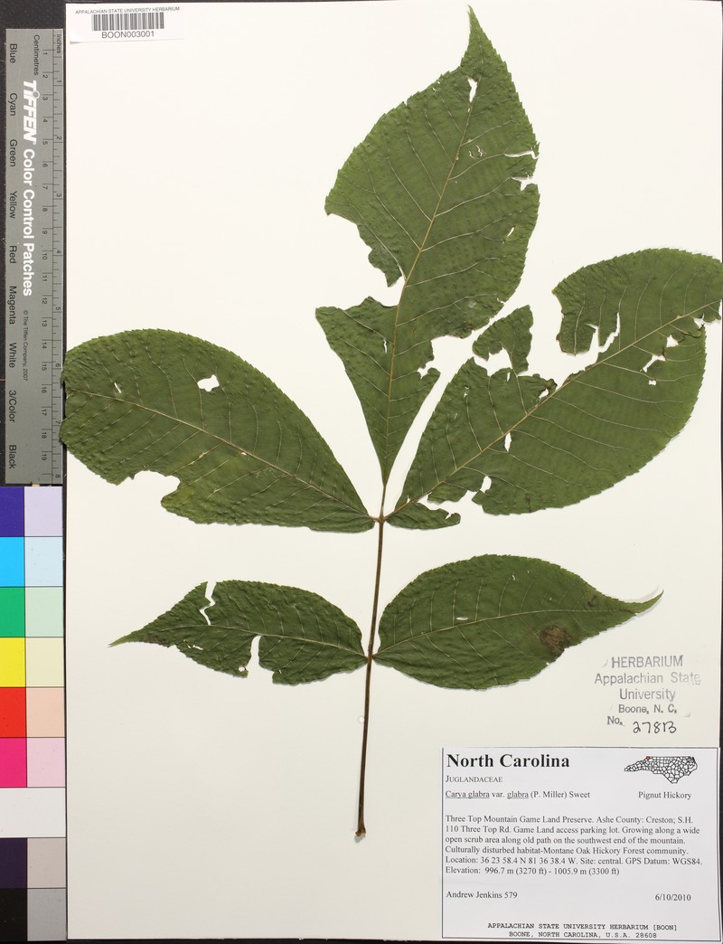 Carya glabra var. glabra photo 5