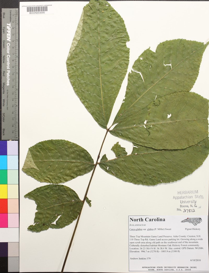Carya glabra var. glabra photo 6